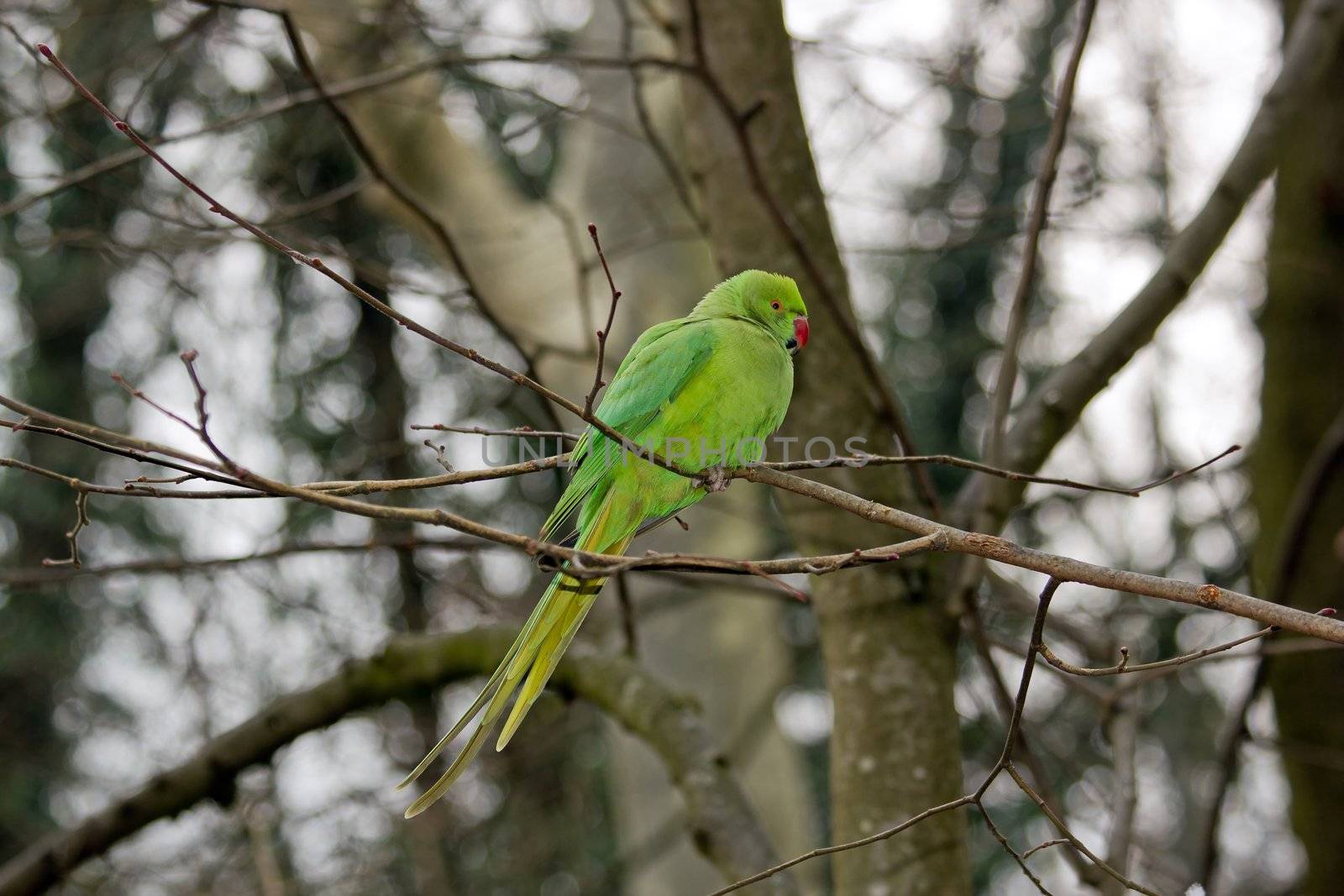 collared parakeet, a forest of France by neko92vl