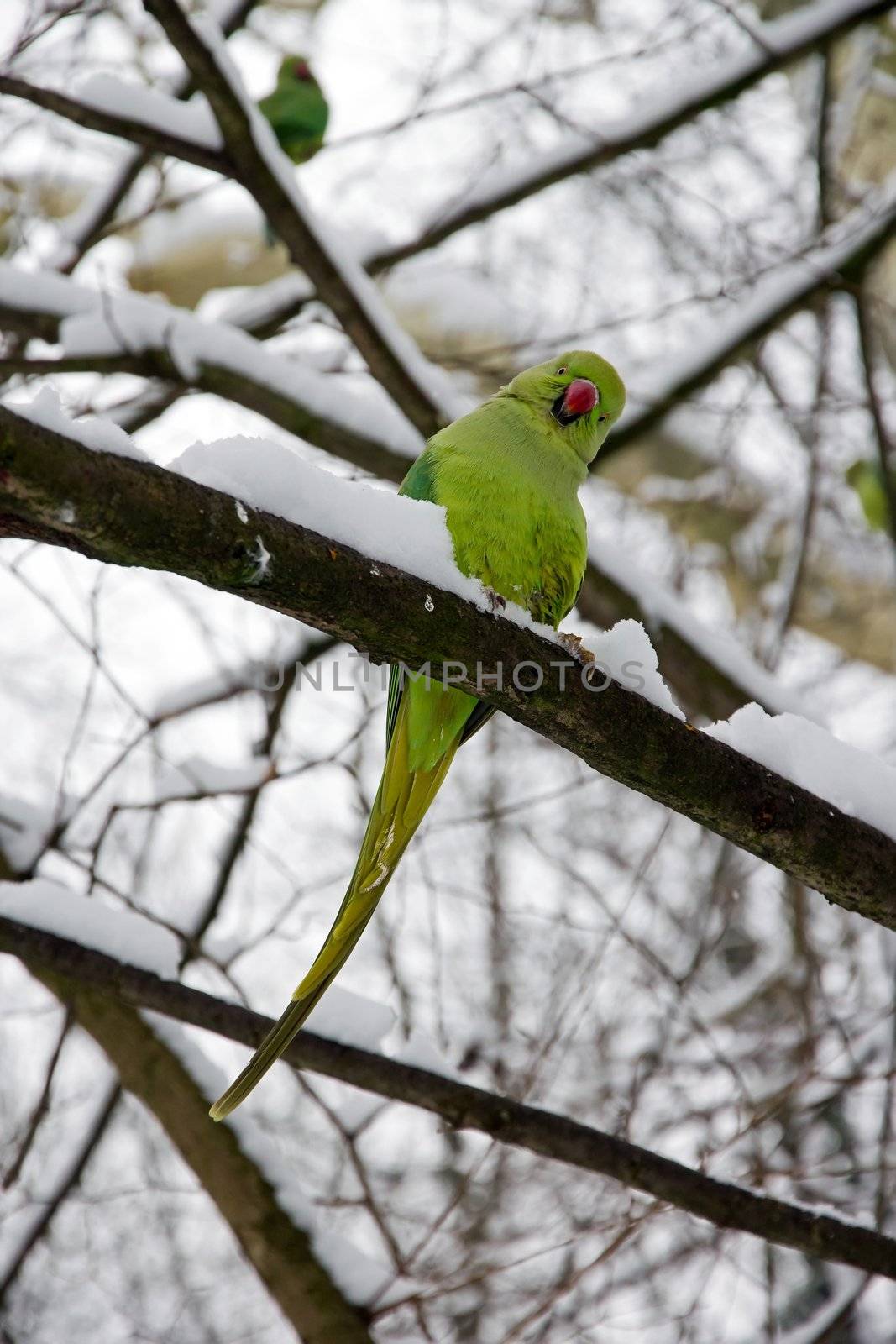 collared parakeet, a forest of France by neko92vl