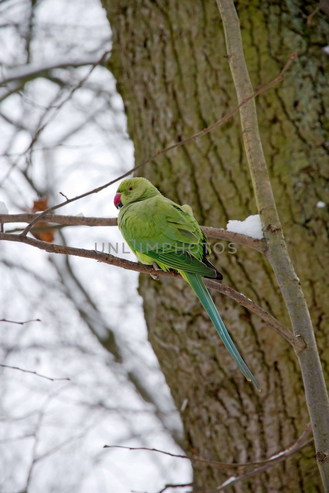 collared parakeet, a forest of France by neko92vl