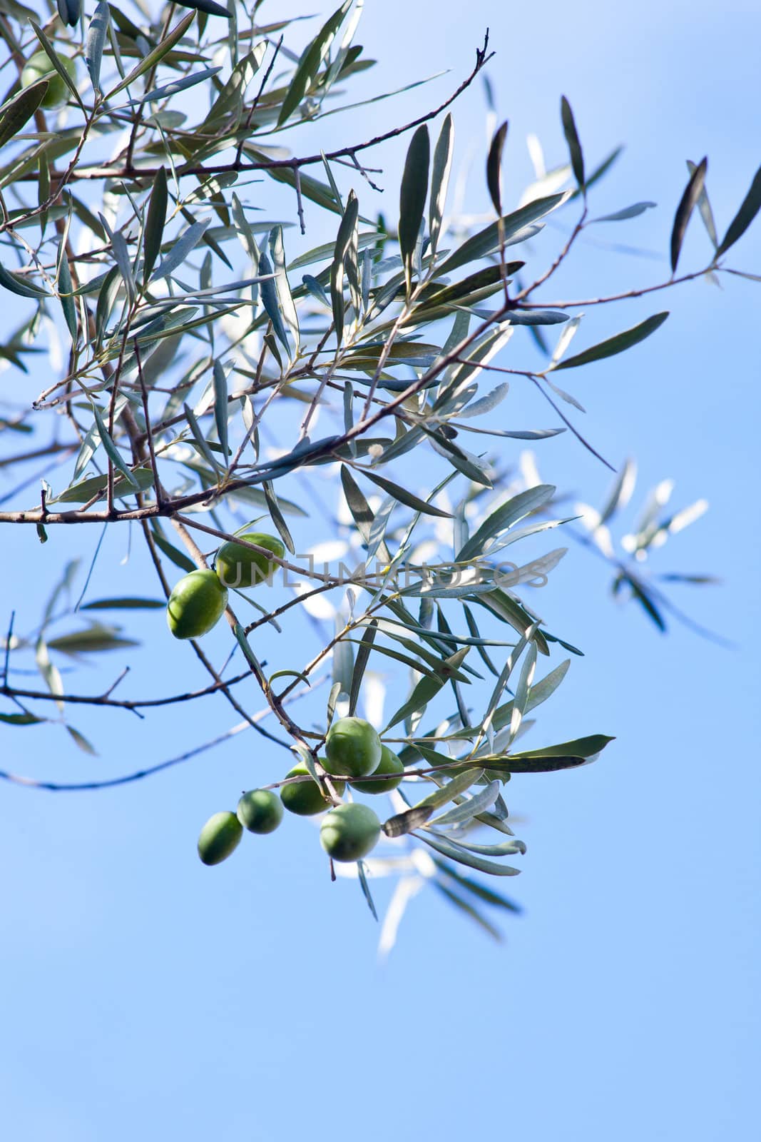 The Olives in the branches in Sicily countryside