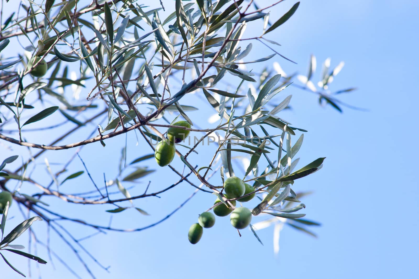 The Olives in the branches in Sicily countryside