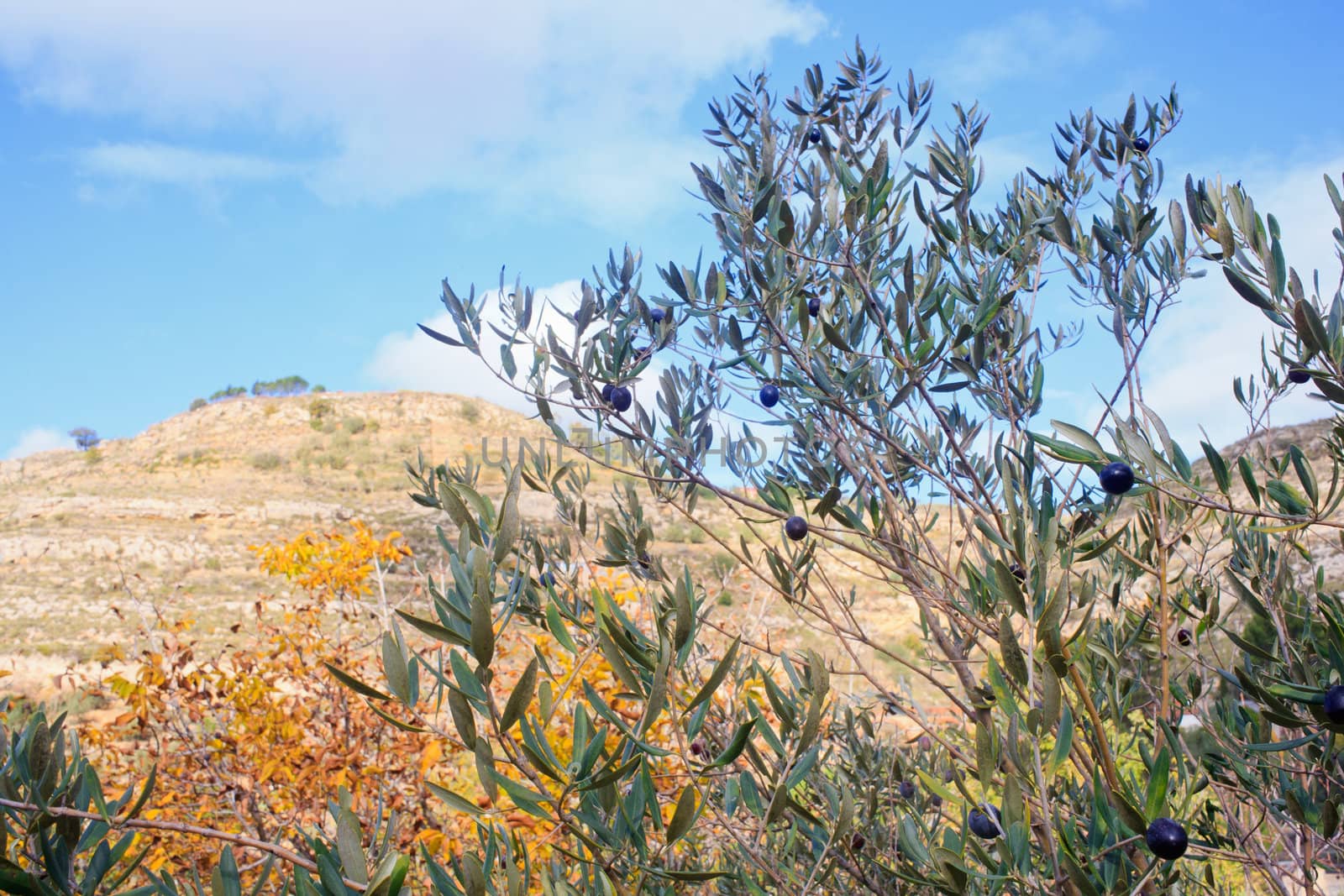 The Olives in the branches in Sicily countryside