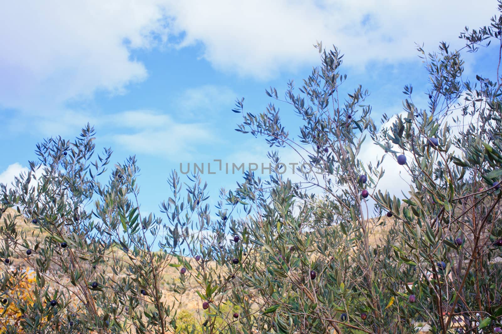The Olives in the branches in Sicily countryside