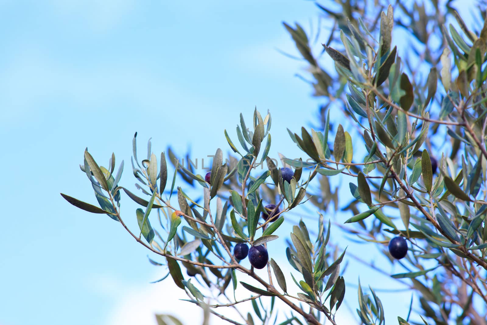 The Olives in the branches in Sicily countryside