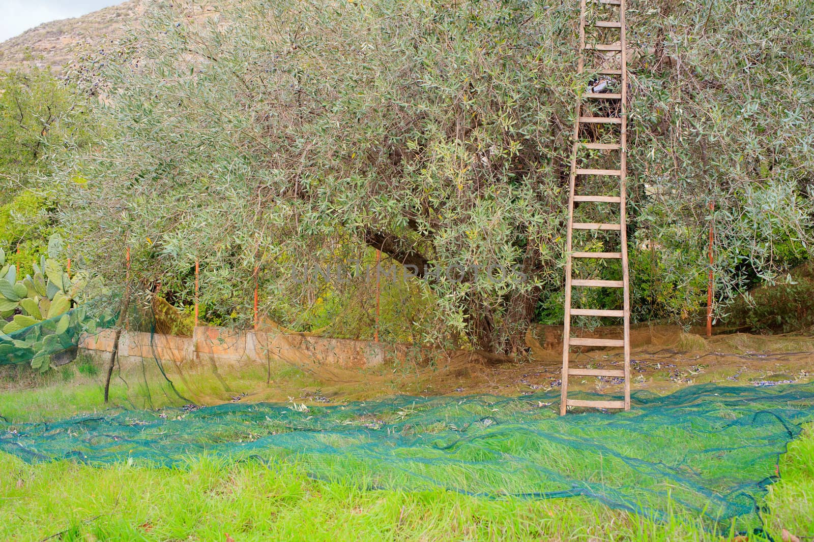 View of Olives harvest in Sicily countryside