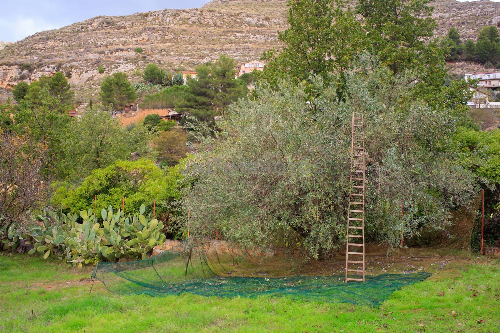 View of Olives harvest in Sicily countryside