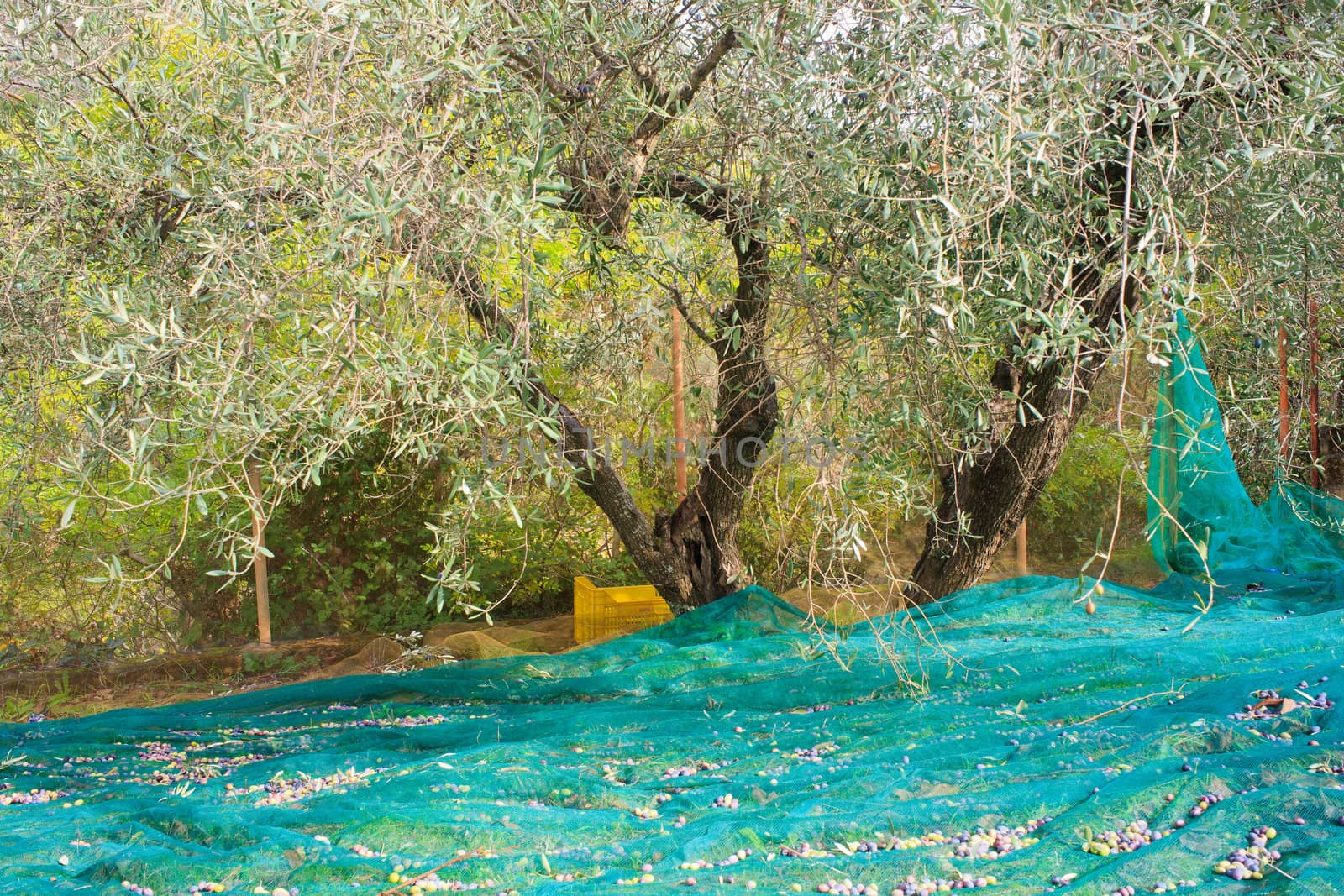 View of Olives harvest in Sicily countryside