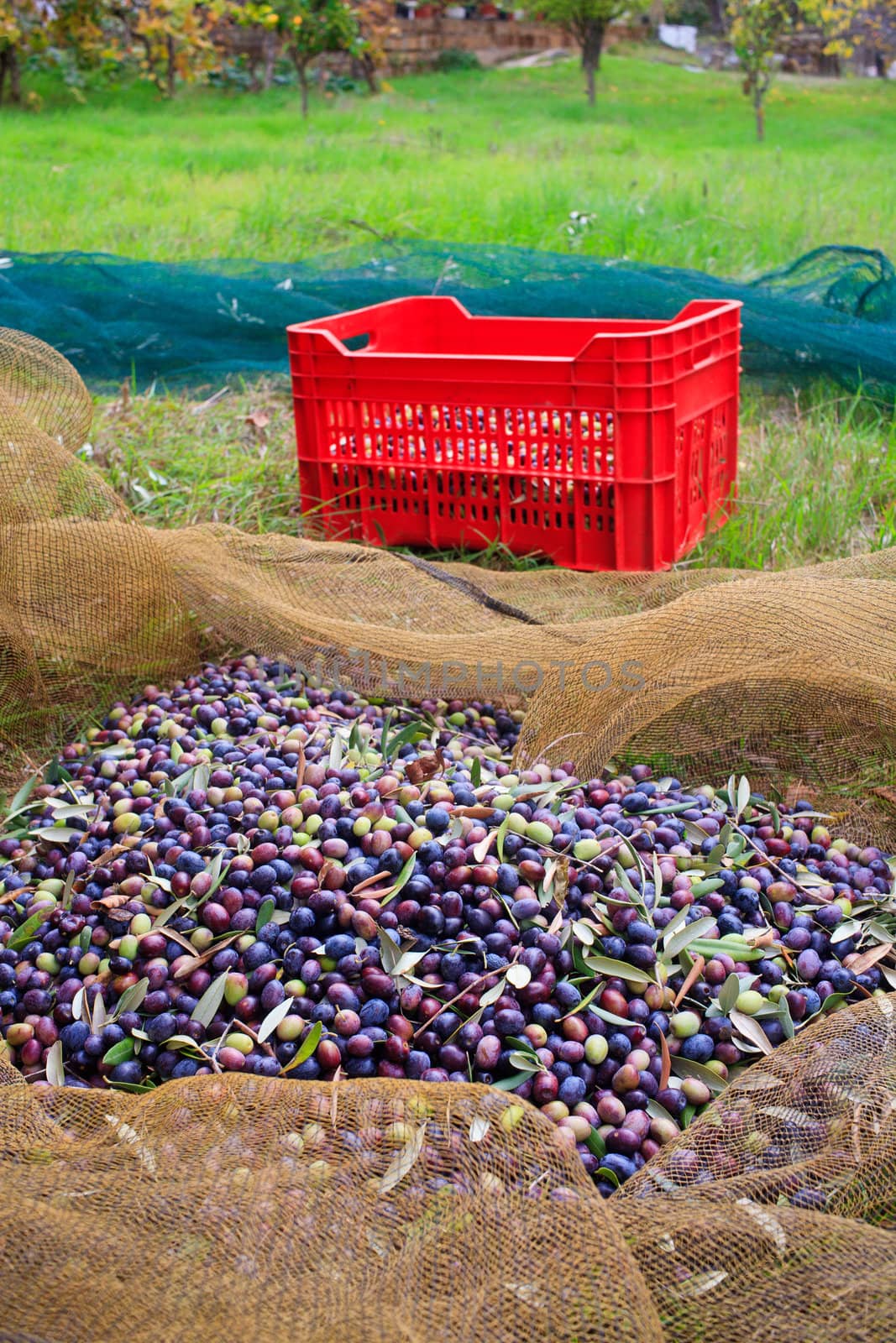 View of Olives harvest in Sicily countryside