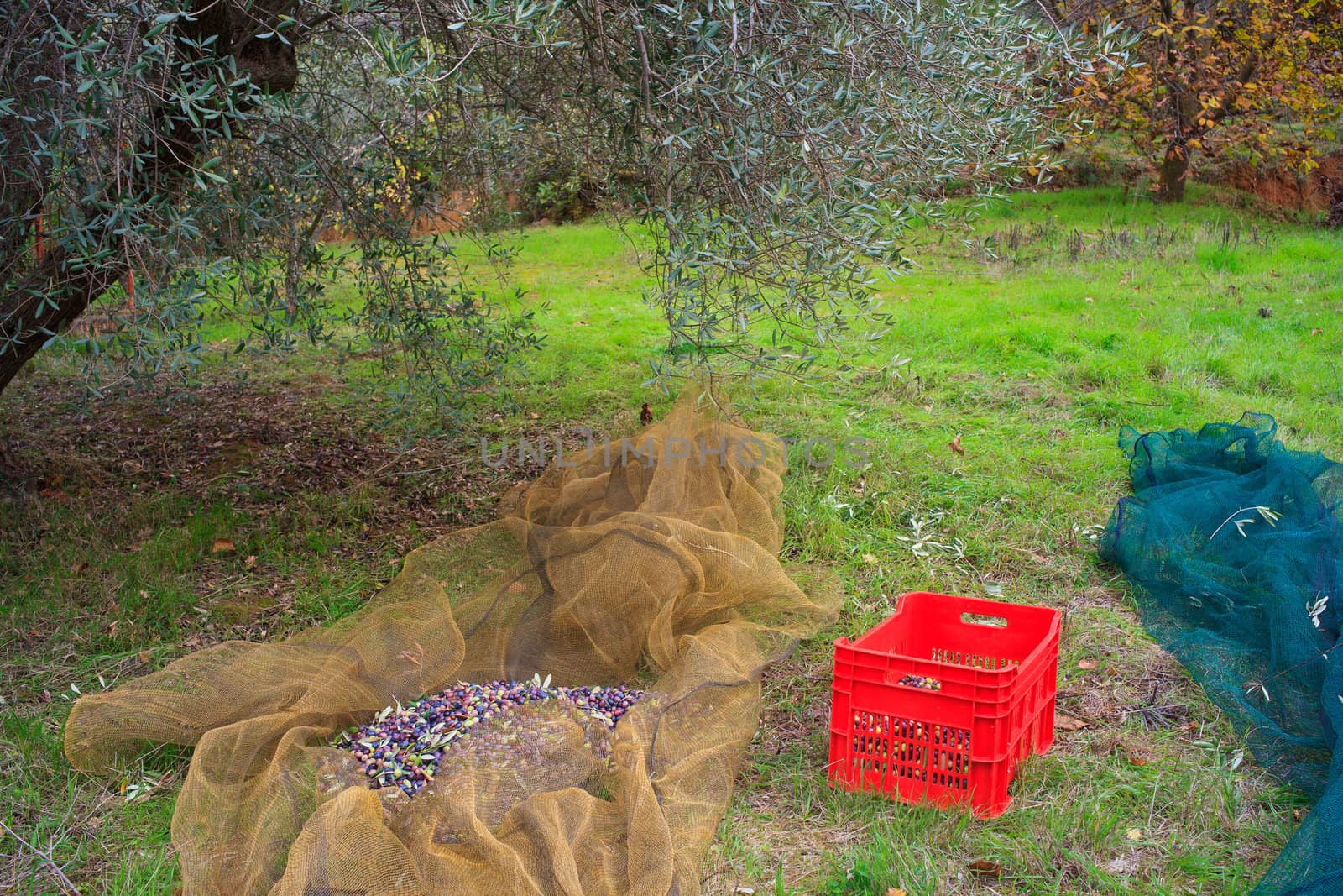 View of Olives harvest in Sicily countryside