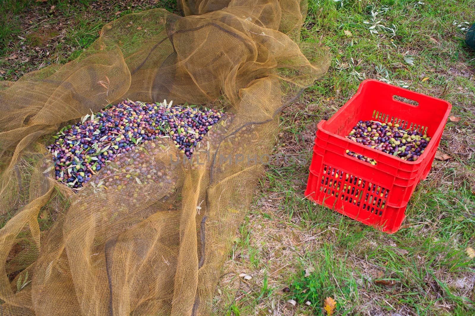 View of Olives harvest in Sicily countryside