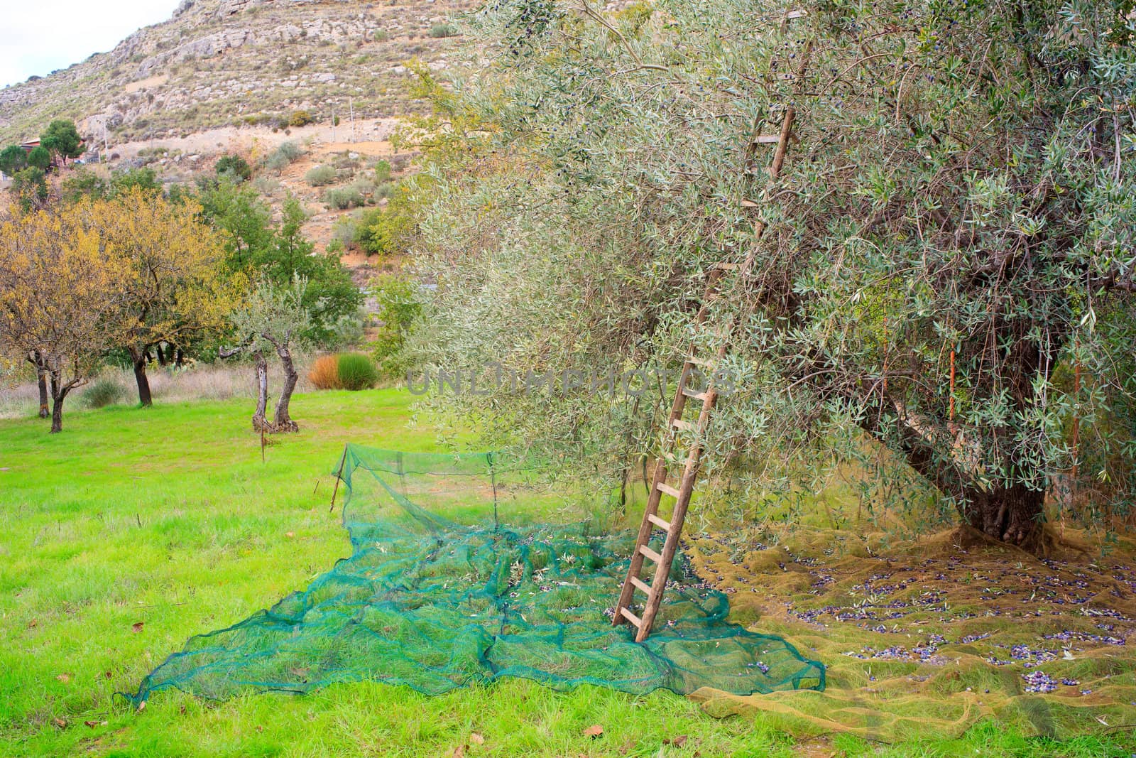 View of Olives harvest in Sicily countryside