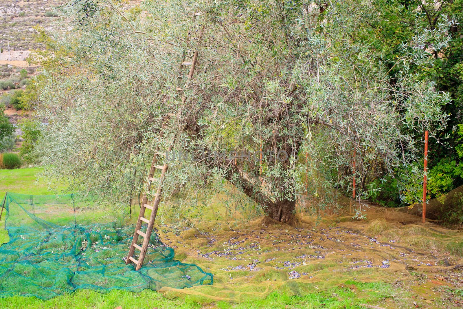 View of Olives harvest in Sicily countryside