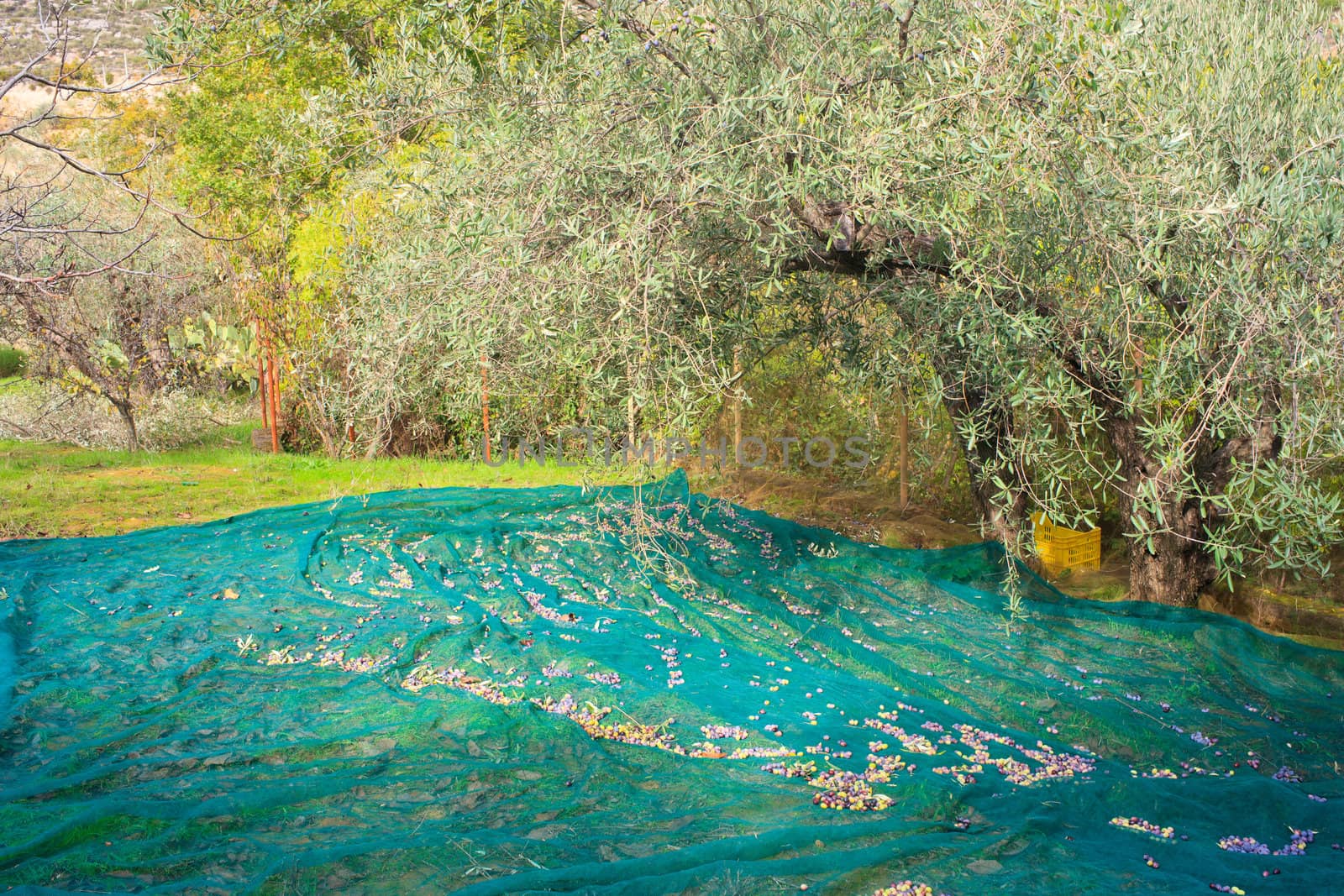 View of Olives harvest in Sicily countryside