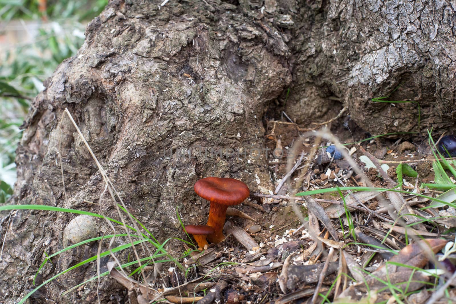 View of wild Mushrooms under olive tree