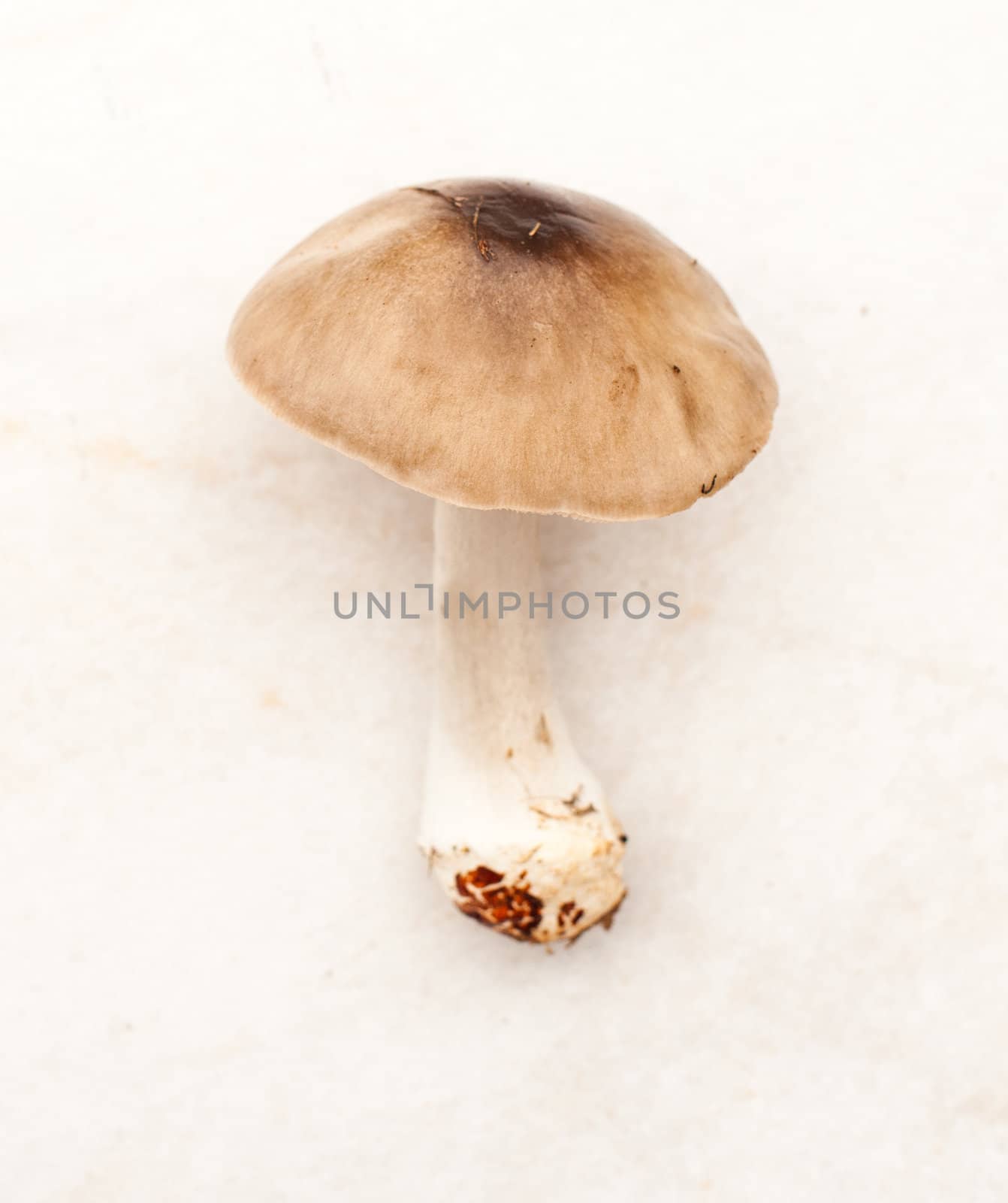 Close up of Mushroom on light background