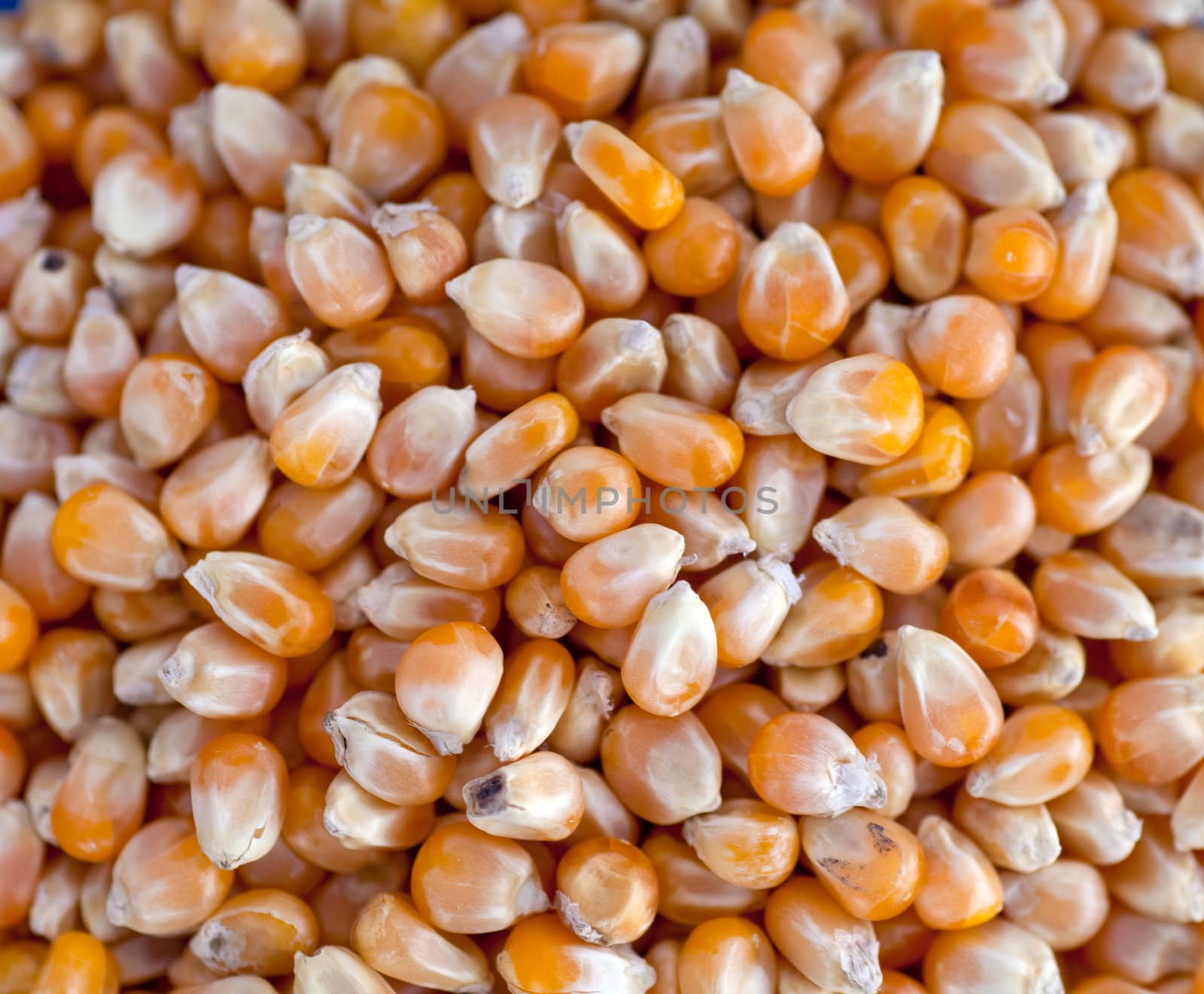 Background with Corn berries