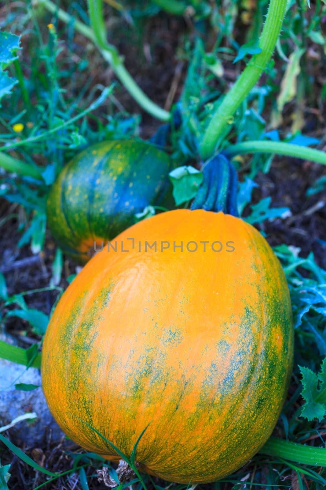 Biological pumpkins by bepsimage