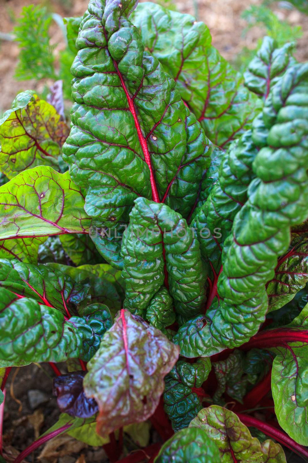 Close up of chard leaves in the field