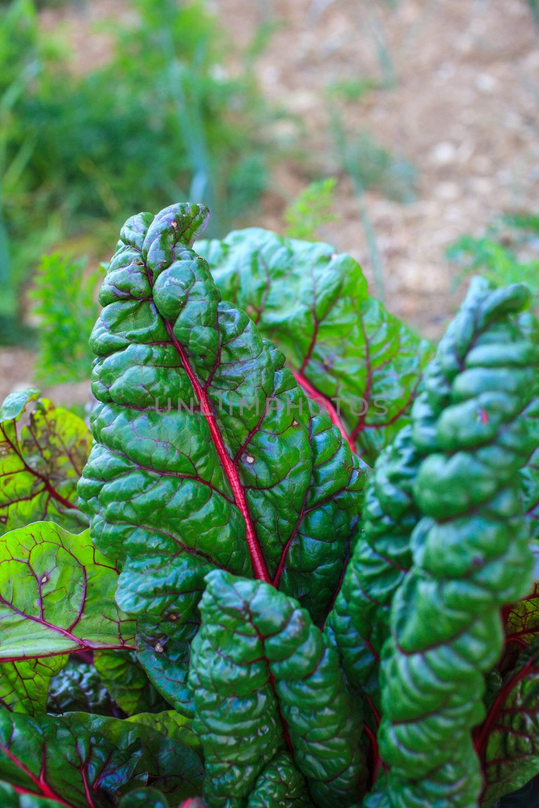 Close up of chard leaves in the field