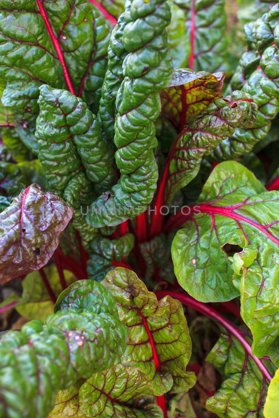 Close up of chard leaves in the field