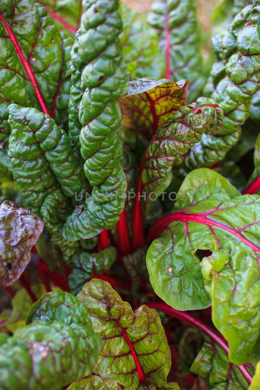 Close up of chard leaves in the field