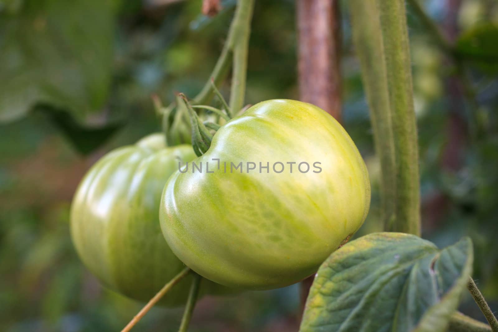 Close up of biological tomatoes in the field