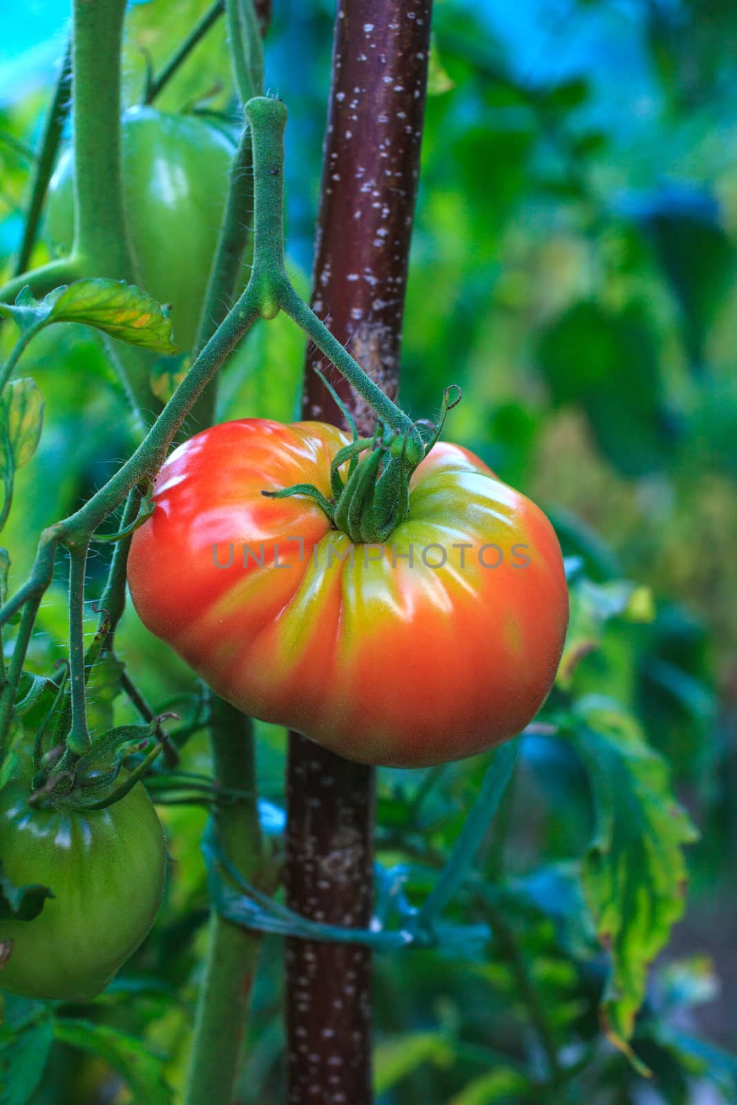 Close up of biological tomatoes in the field