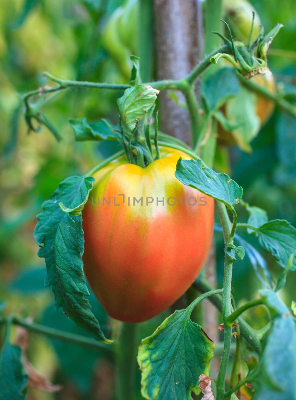 Close up of biological tomatoes in the field