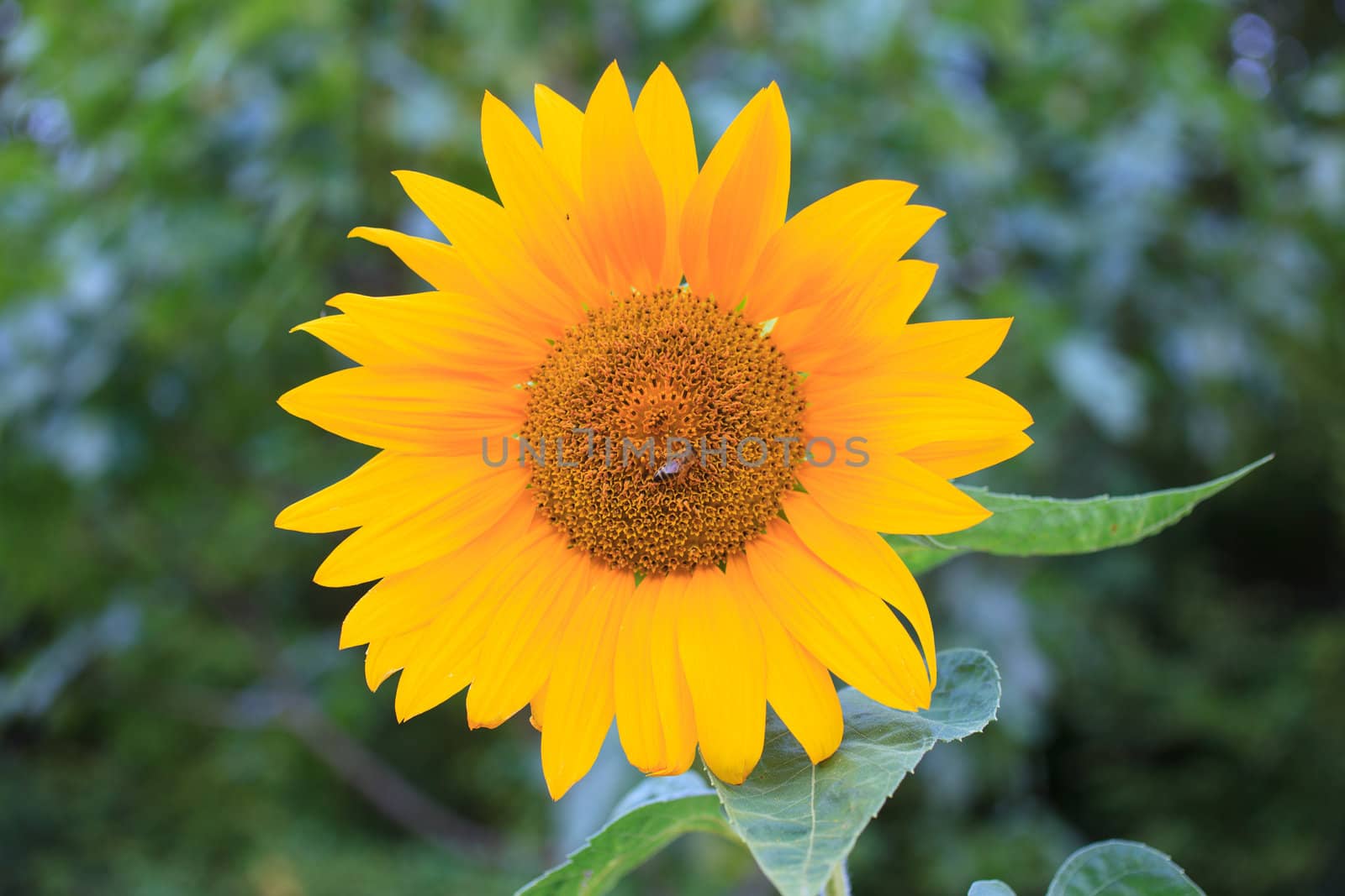 Close up of an Insect on sunflower