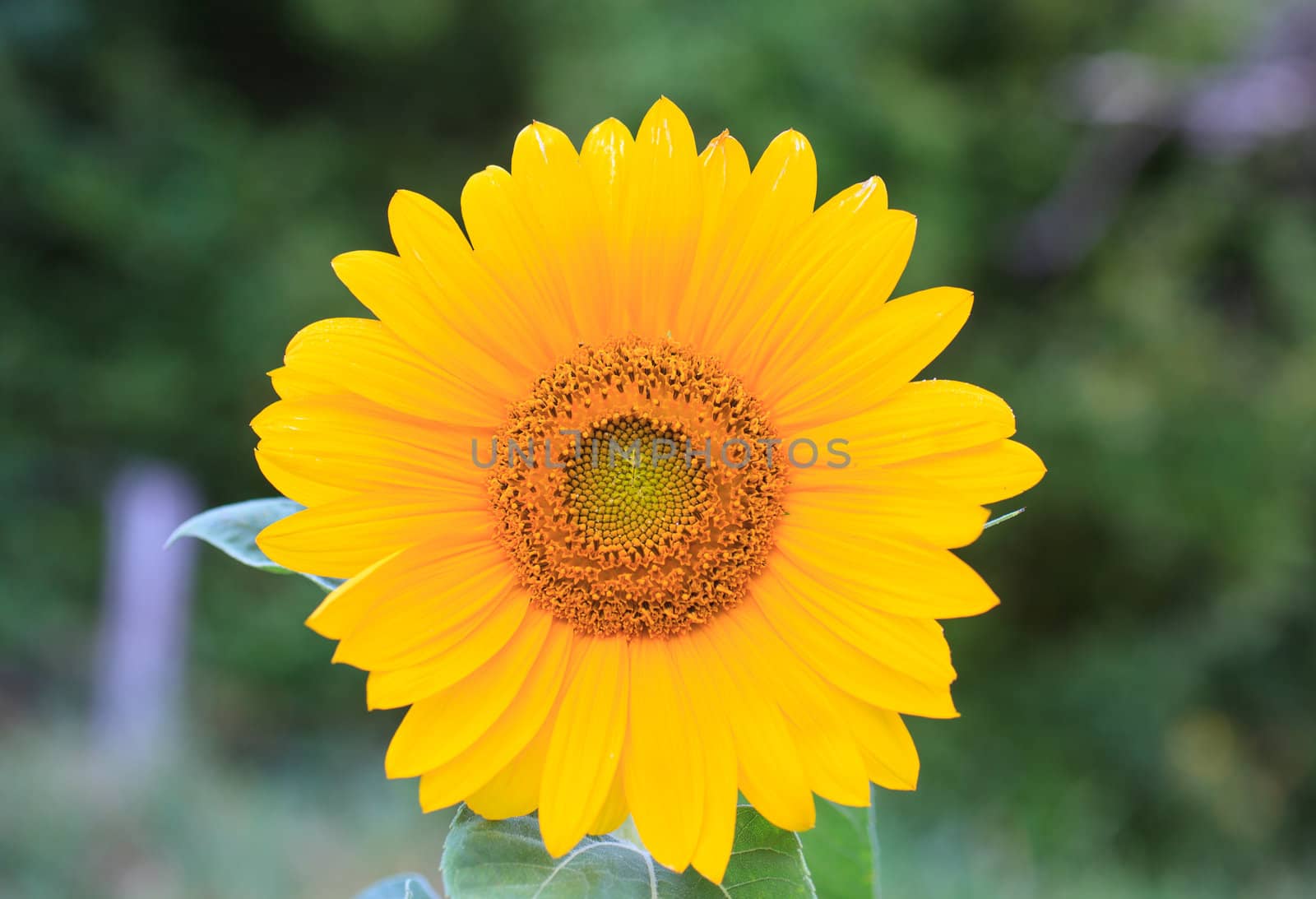 Close up of yellow flower