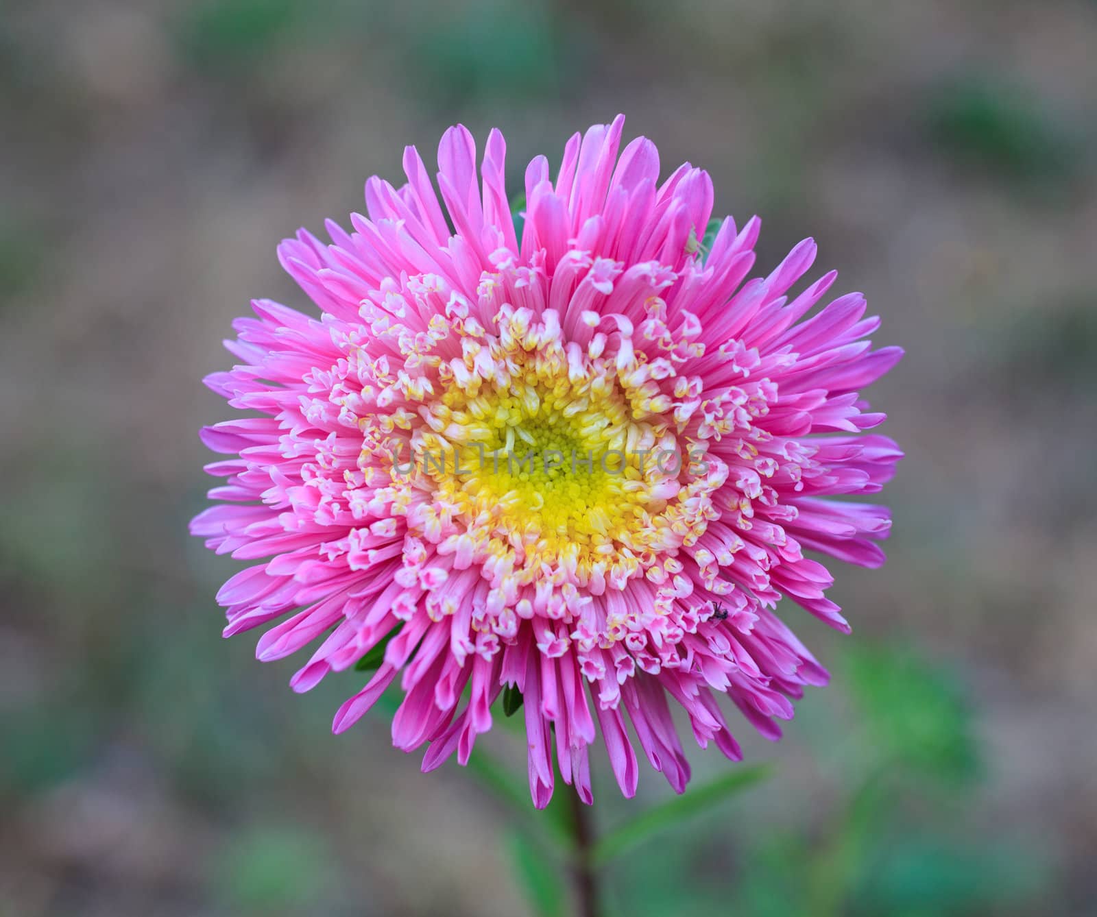 Close up of pink flower