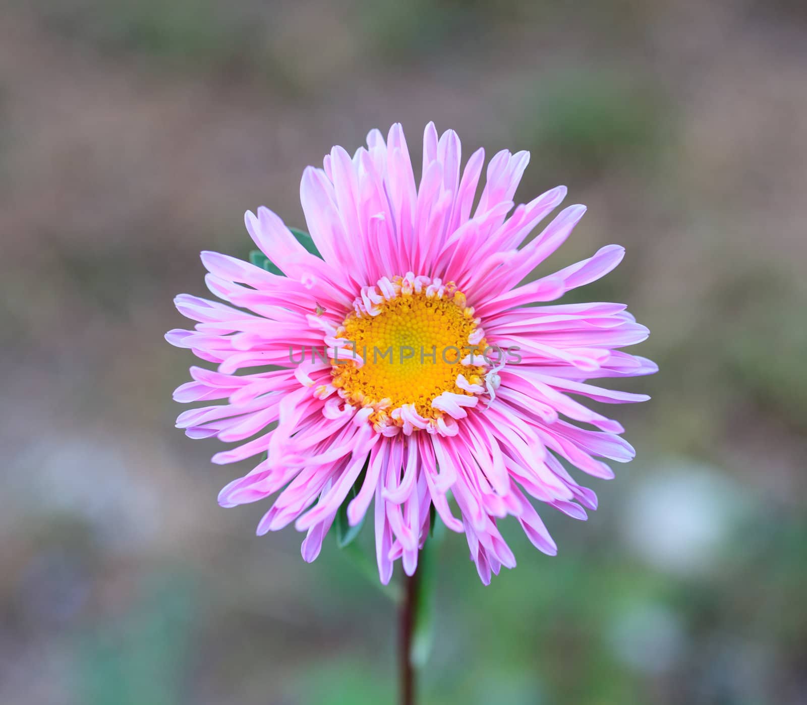 Close up of pink flower