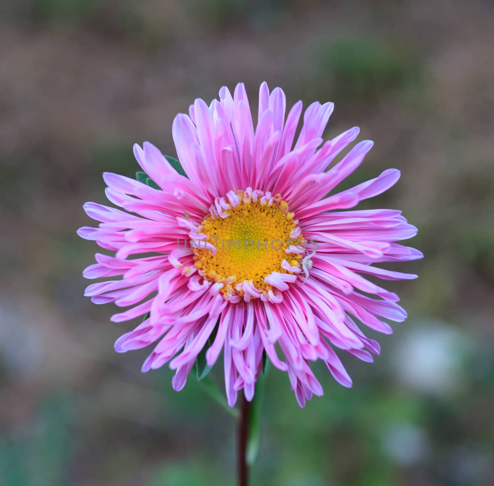 Close up of flower