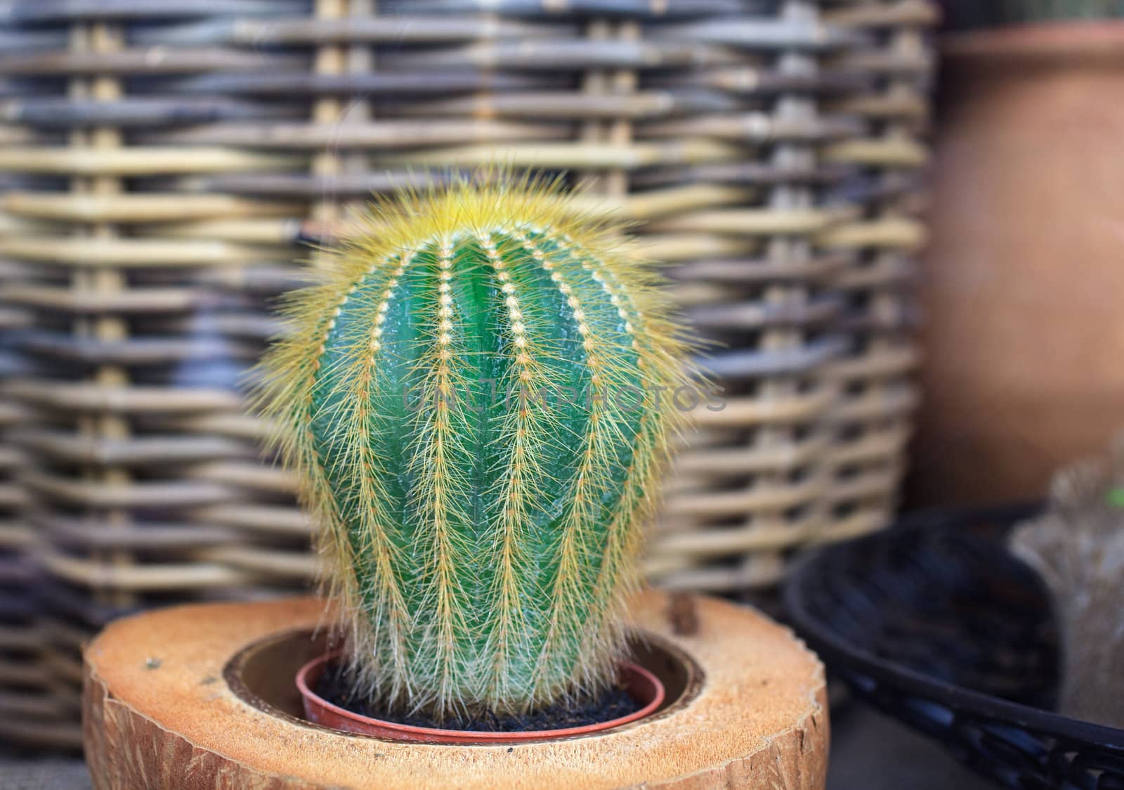 Photo of little cactus plant in a flower shop
