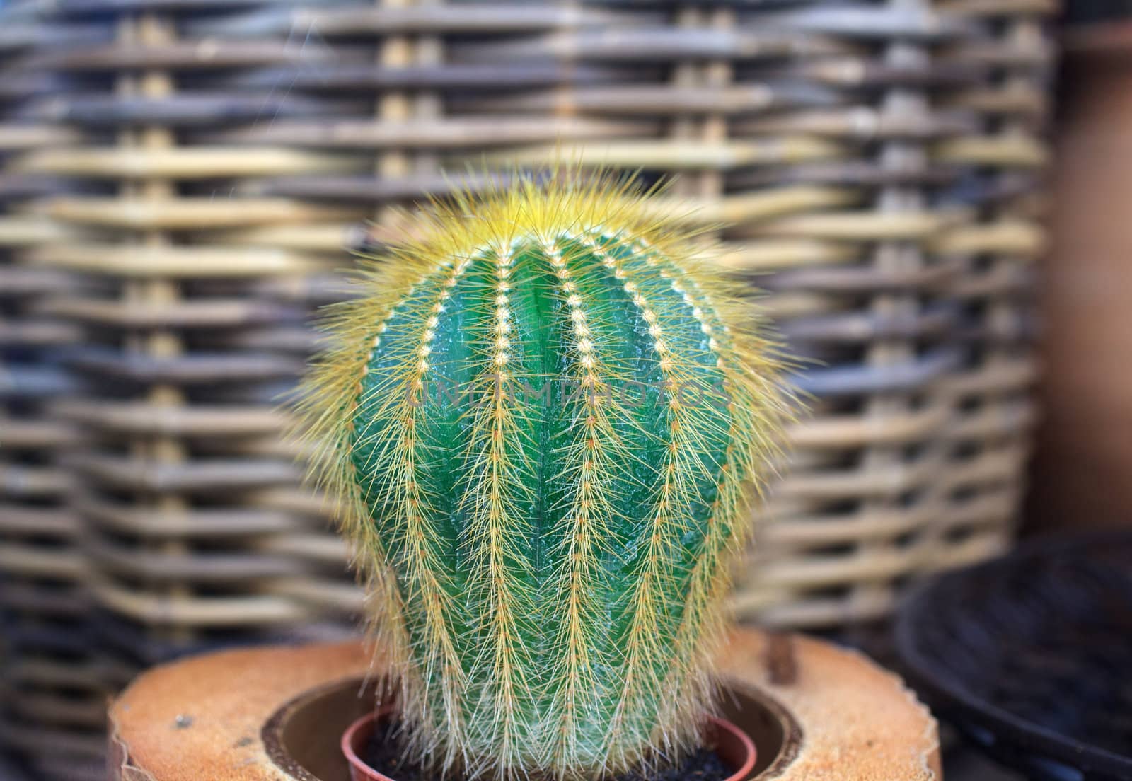 Photo of little cactus plant in a flower shop