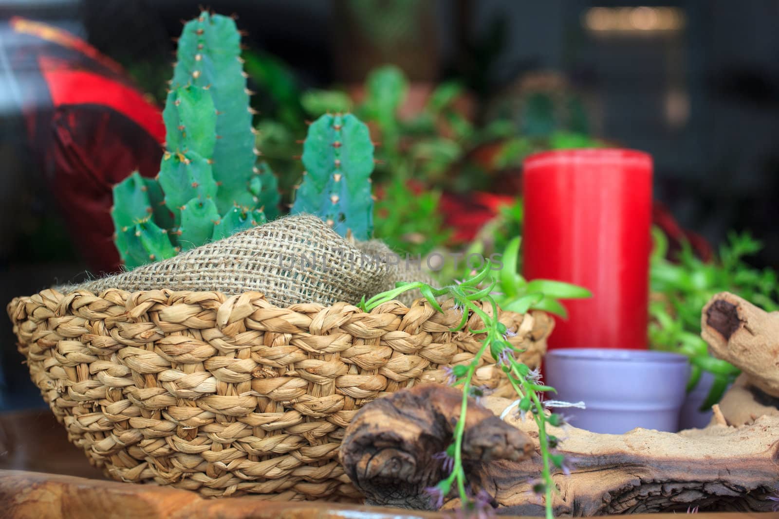 Photo of little cactus plant in a flower shop