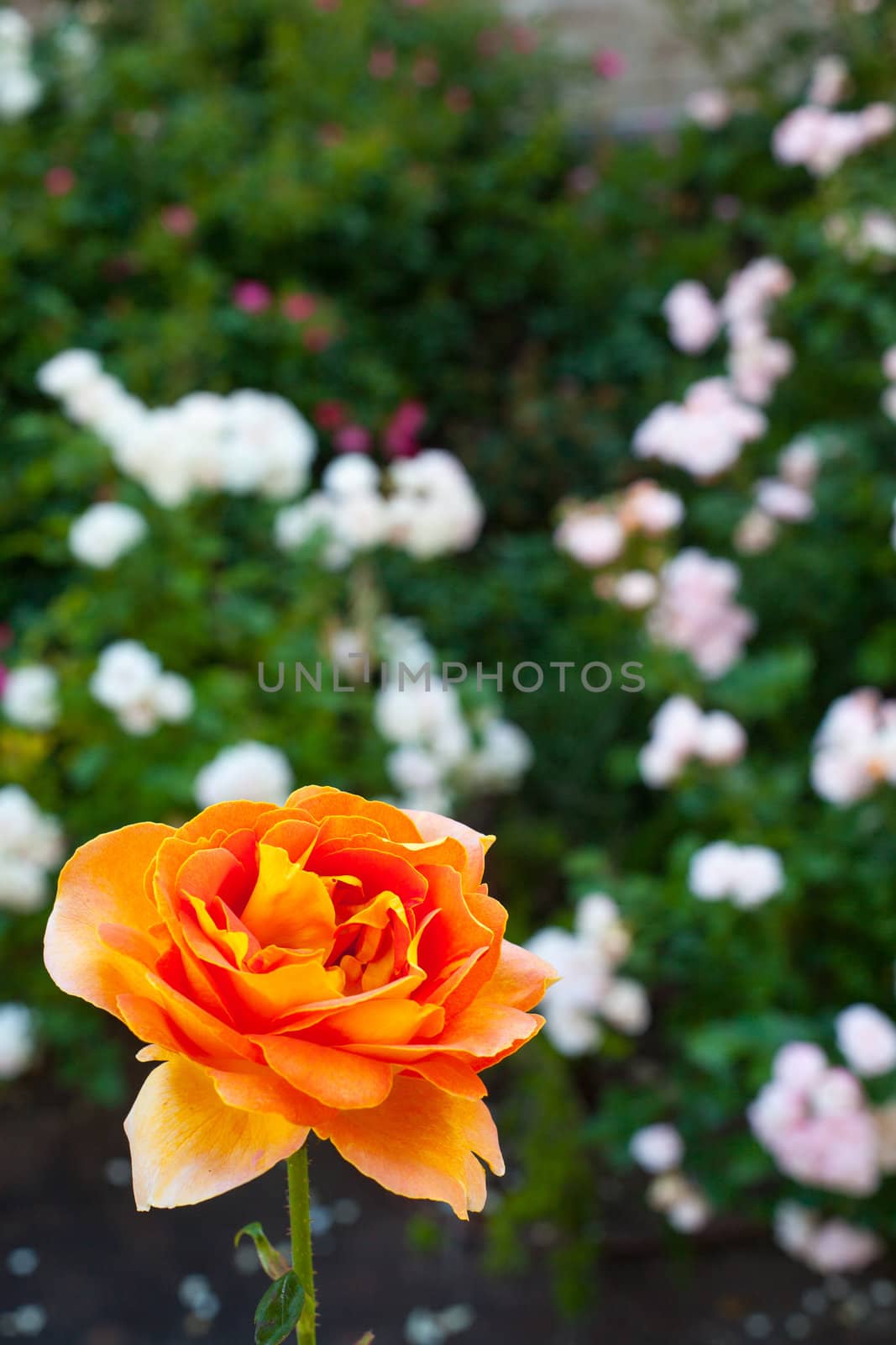 Close up of a nice orange rose