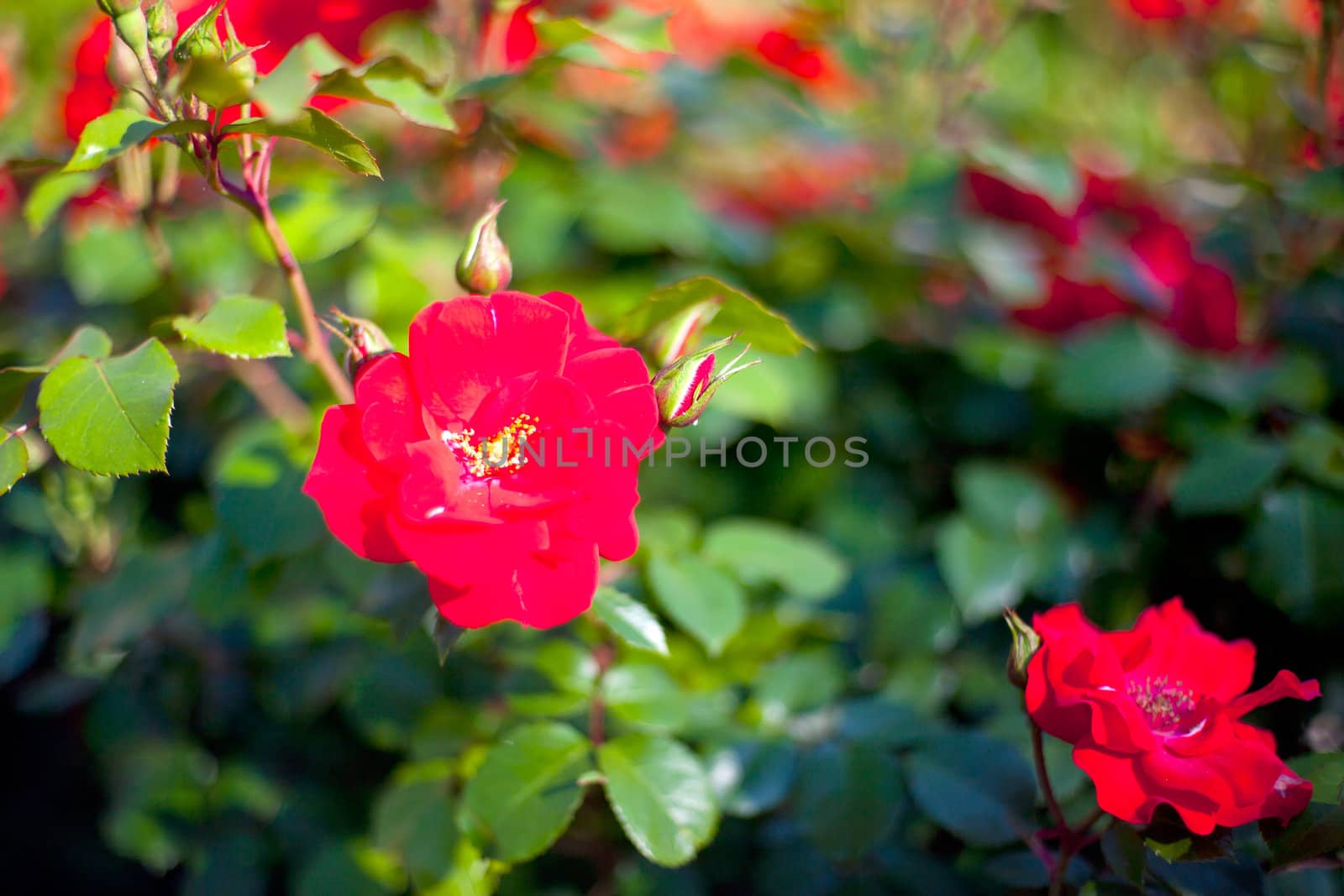 Photo of red flowers in a garden