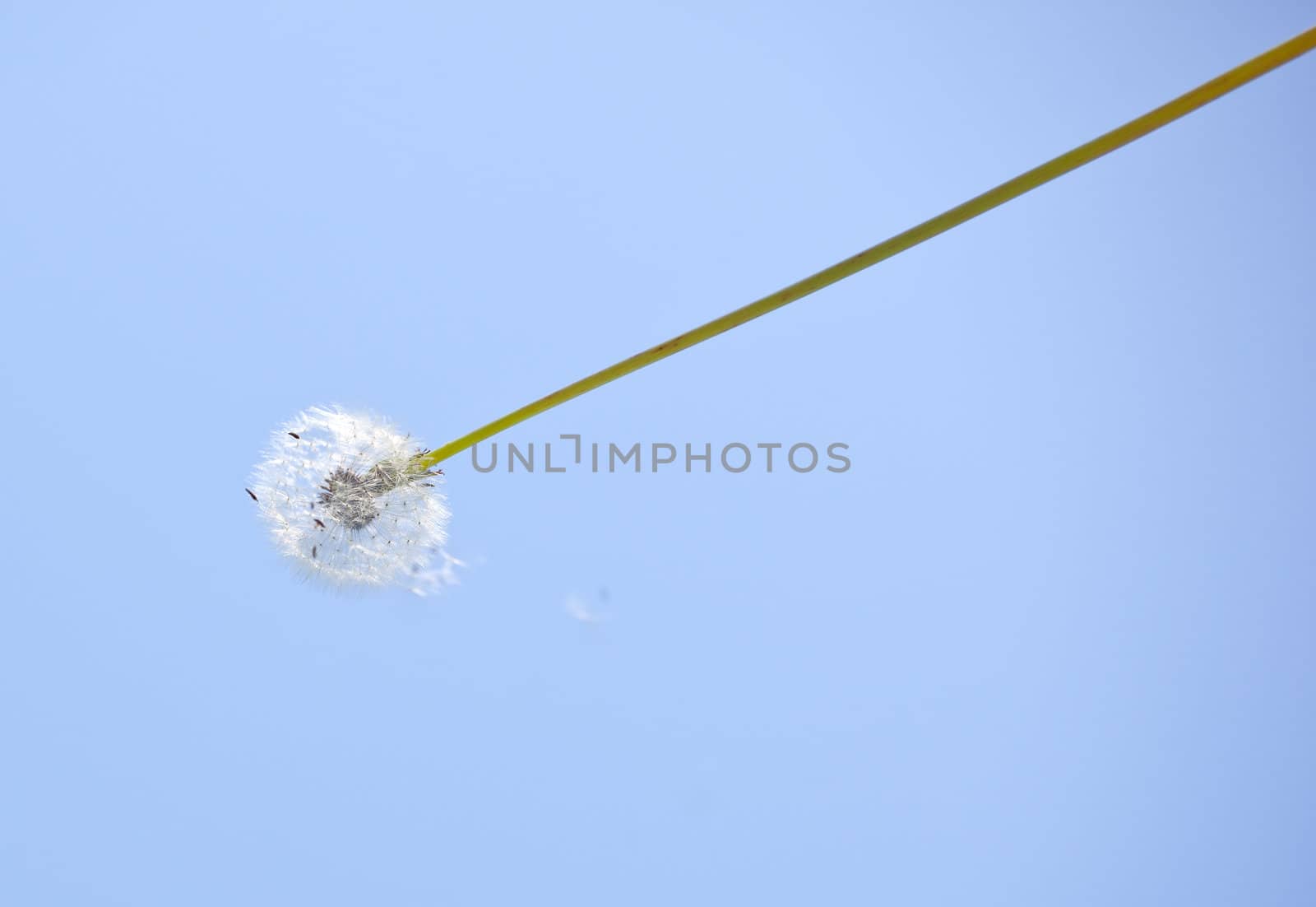 Close up of dandelion on blue sky