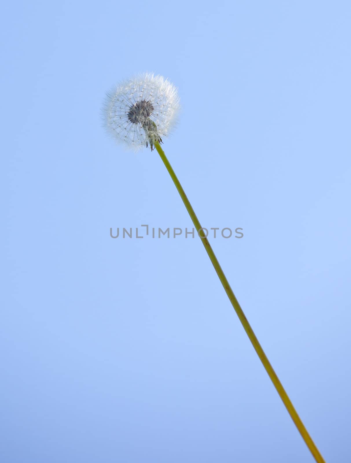 Close up of dandelion on blue sky