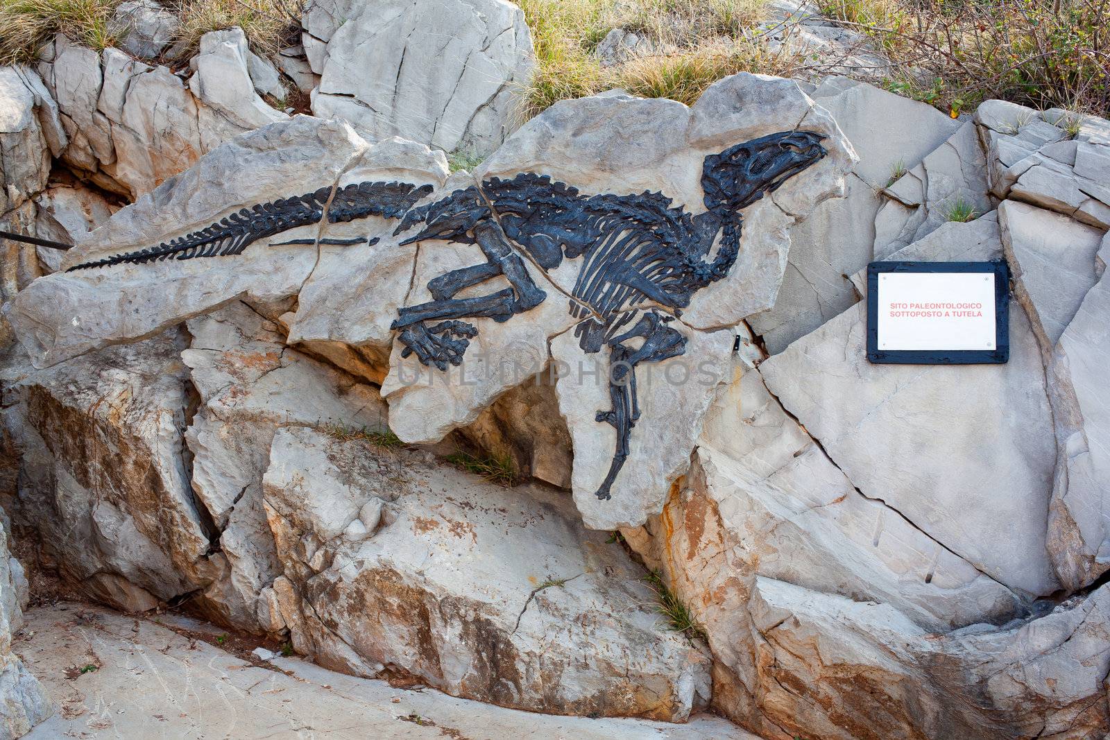 Photo of Dinosauro Antonio, Tethyshadros insularis