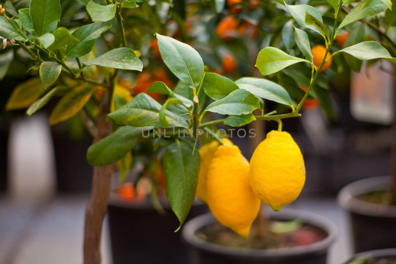 Biological Lemons on tree in the pot