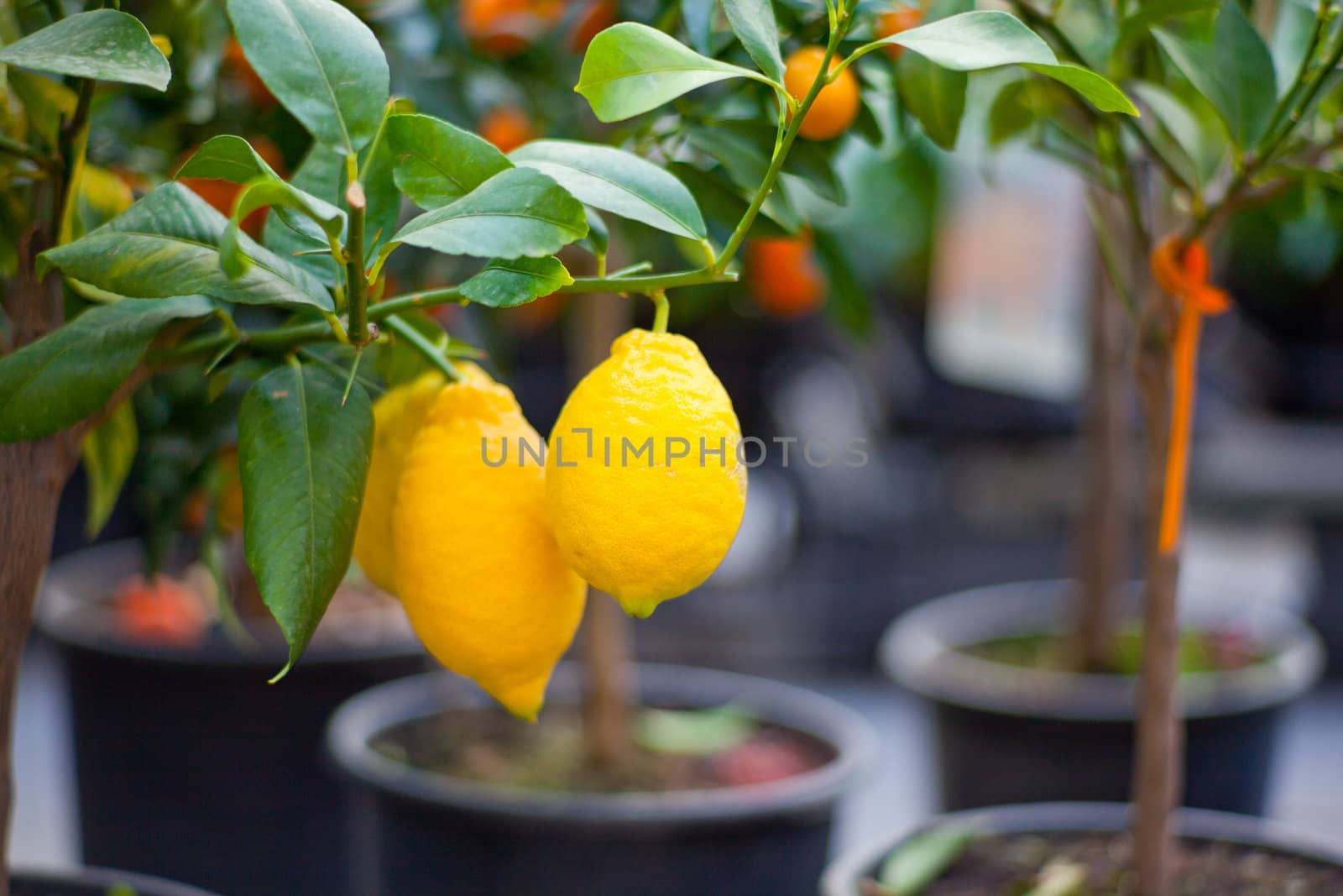 Biological Lemons on tree in the pot