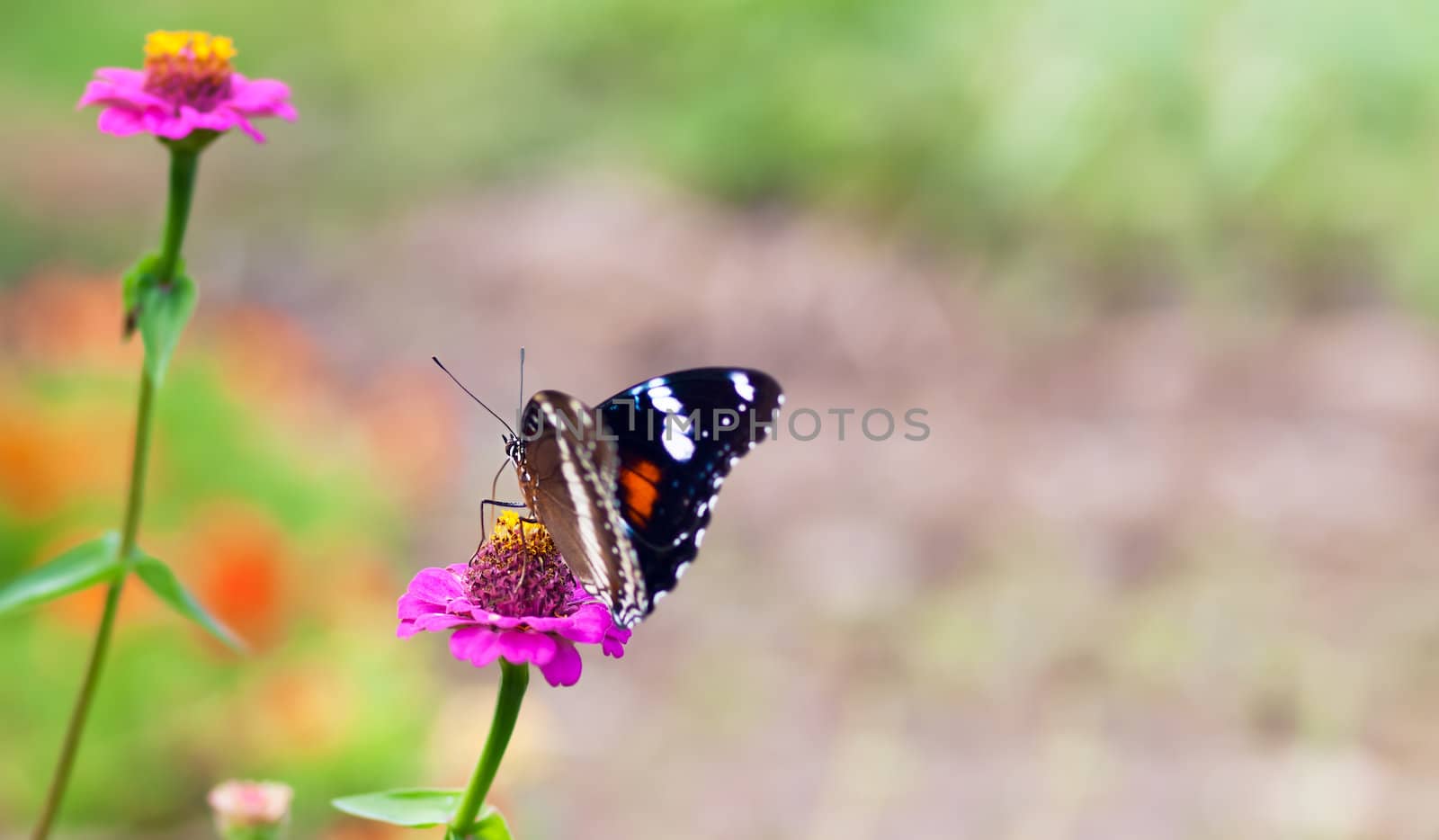 Autumn Australian female butterfly Hypolimnas bolina Common Eggfly NYMPHALINAE in garden on pink flower with copy -space