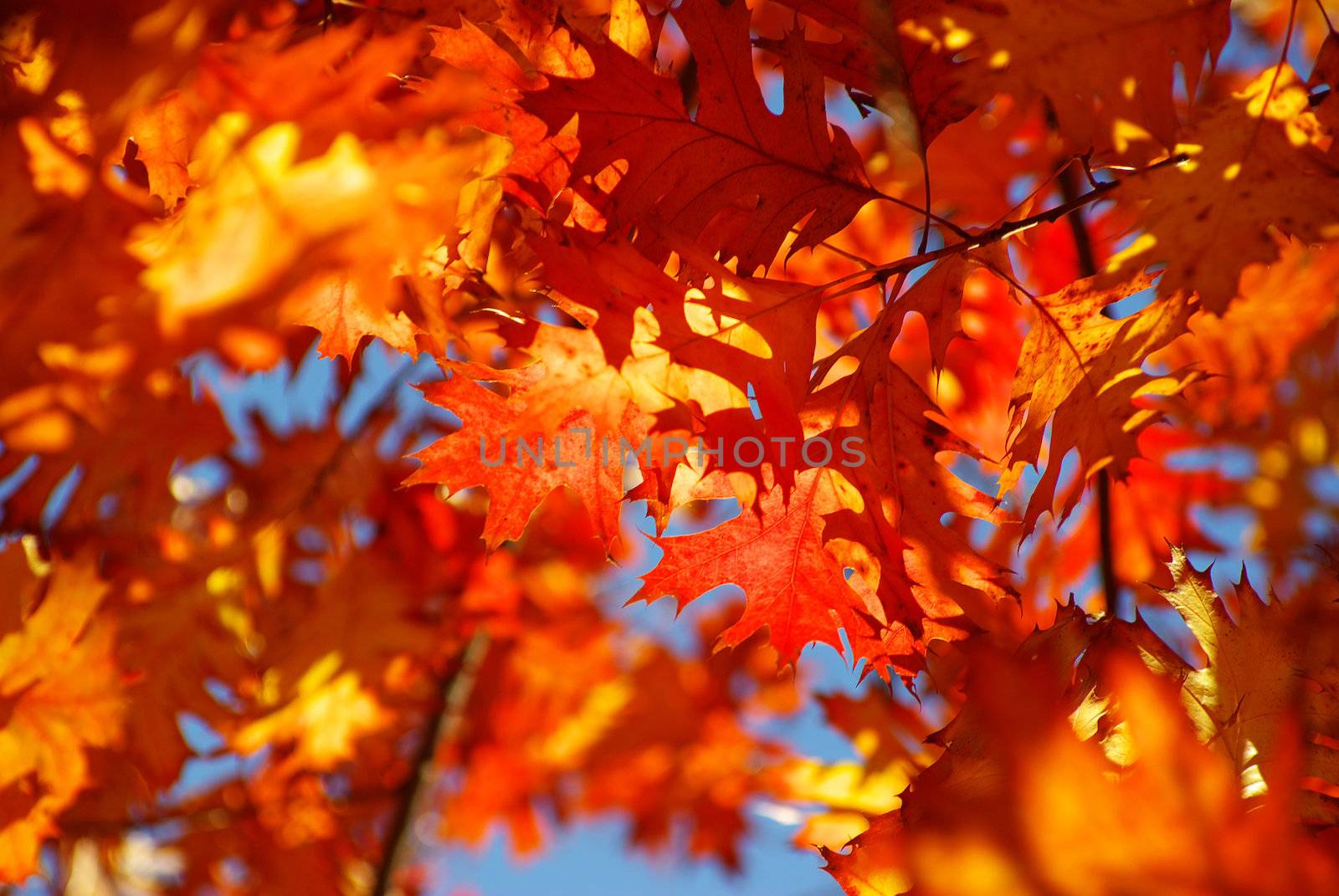 autumn leaves background in sunny day