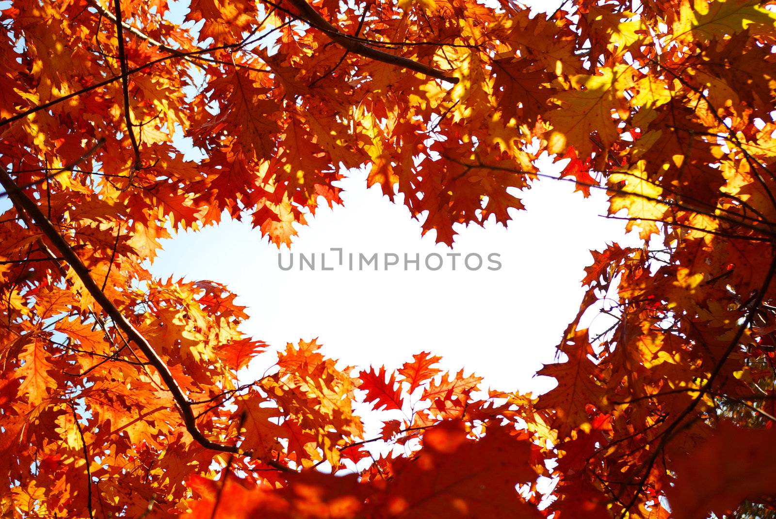 autumn leaves by Pakhnyushchyy