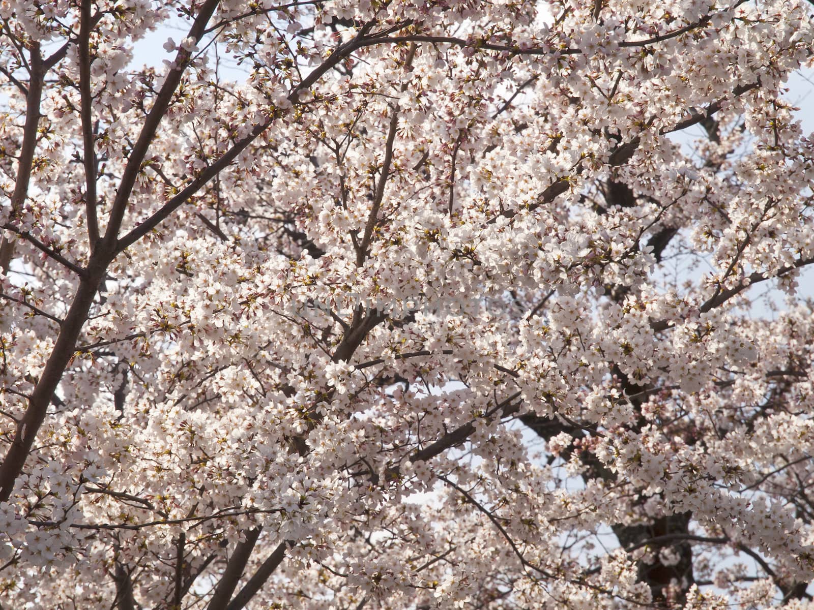 Sakura or Cherry tree blooming under blue sky in Japan