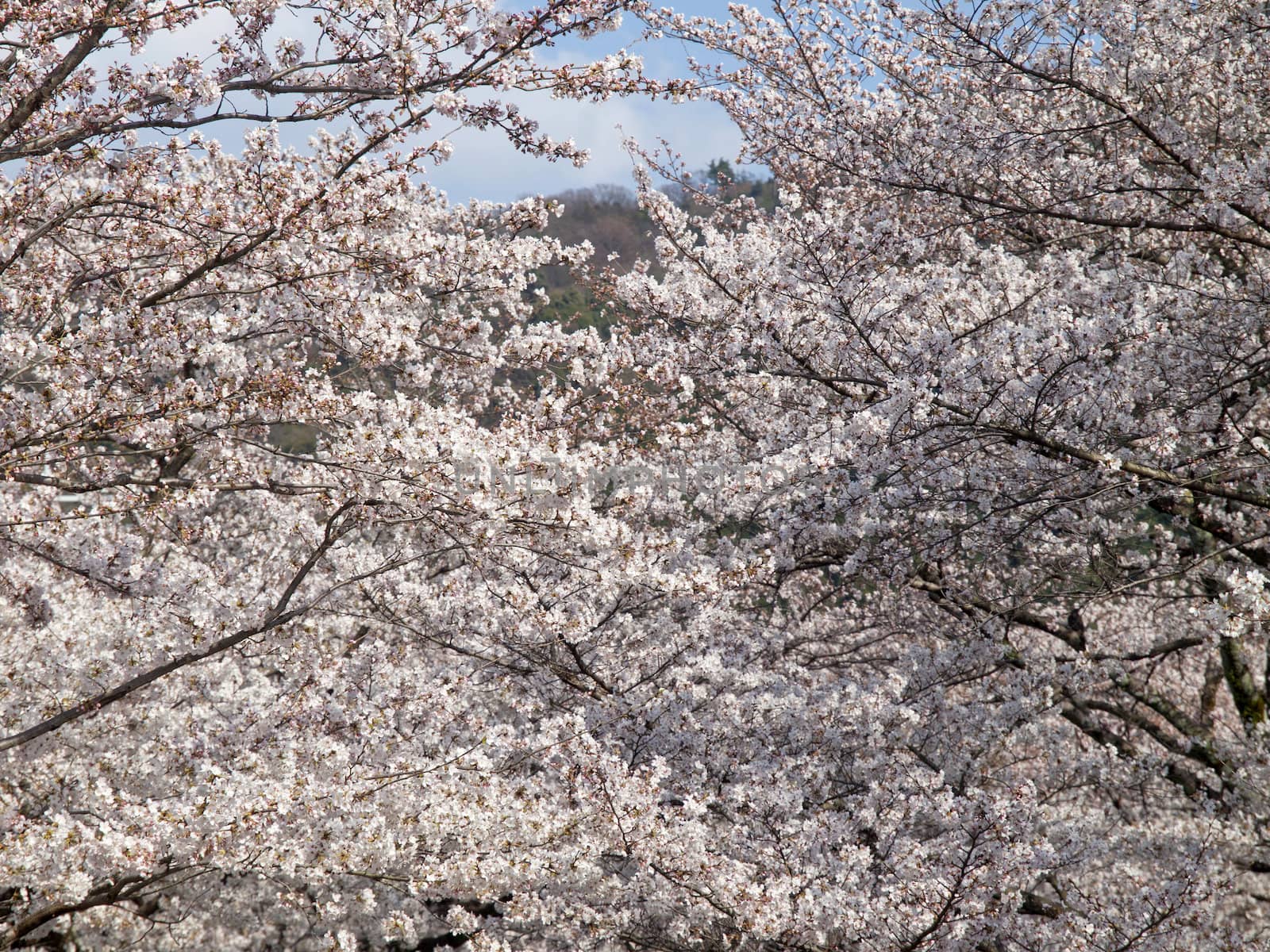 Sakura or Cherry tree blooming under blue sky in Japan