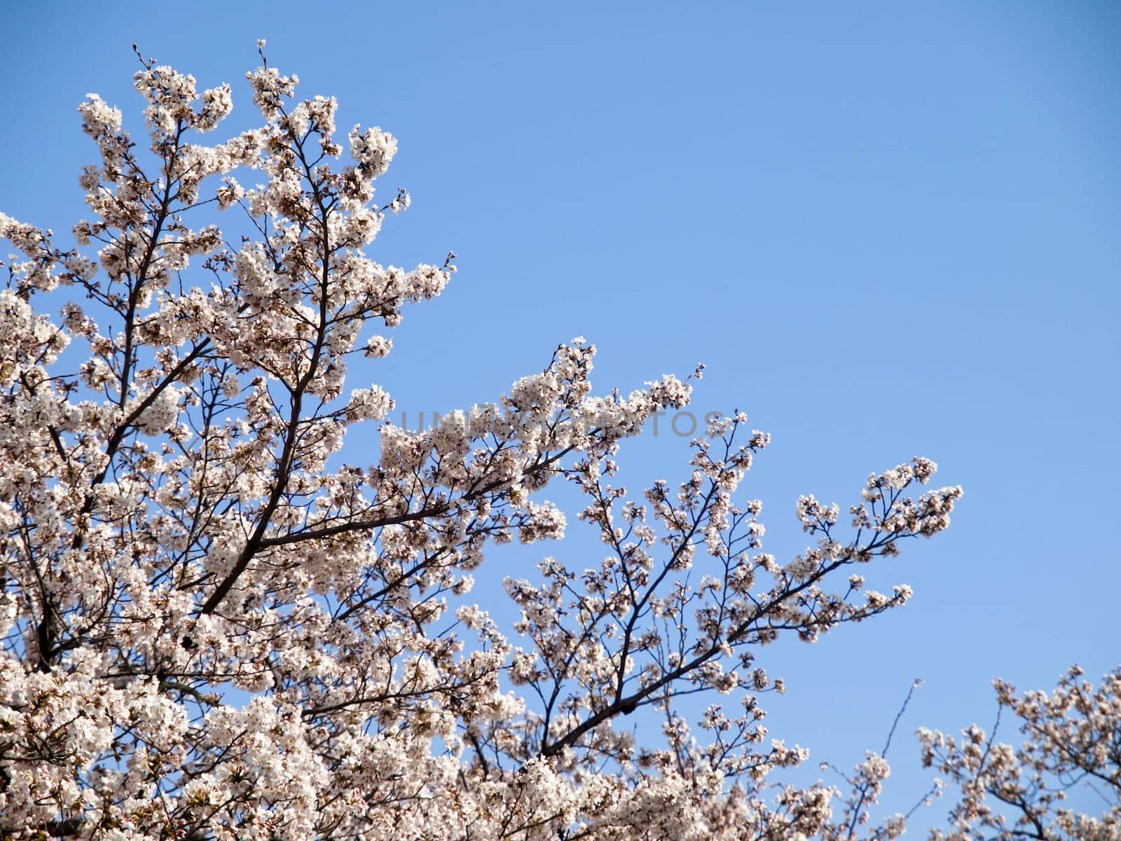 Cherry blossom under clear blue sky in Japan