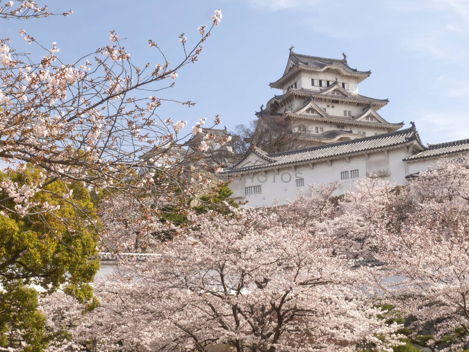 Main tower of Himeji Castle in cherry blossom season